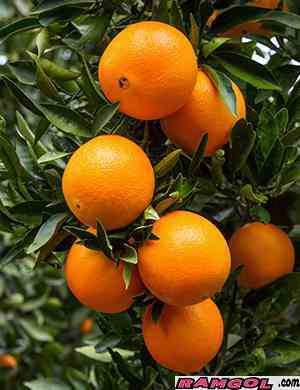 فروش نهال درخت میوه پرتقال تامسون 